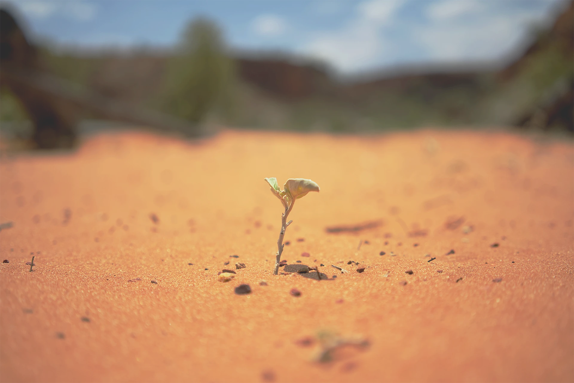 A lonely flower growing in the desert