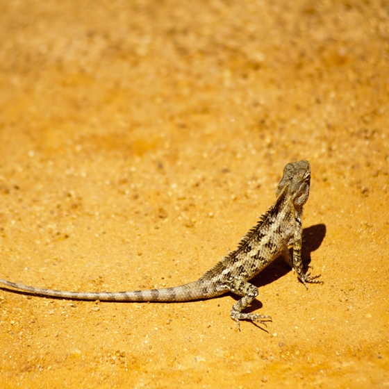 Lizzard in the desert looking for shade